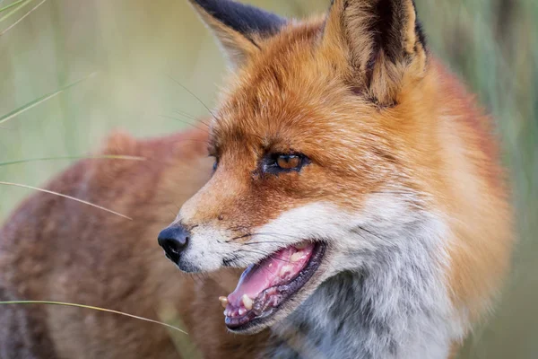 Head Staring European Red Fox Vulpes Vulpes Close — Stock Photo, Image