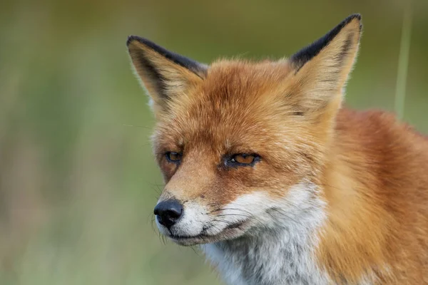 Head Staring European Red Fox Vulpes Vulpes Close — Stock Photo, Image