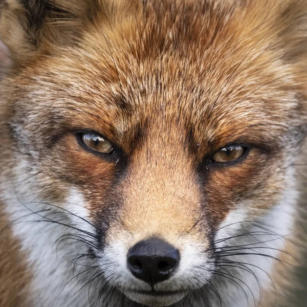 Head Staring European Red Fox Vulpes Vulpes Close — Stock Photo, Image