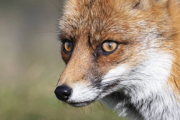 Head Staring European Red Fox Vulpes Vulpes Close — Stock Photo, Image