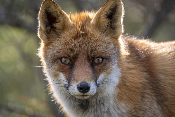 Head Staring European Red Fox Vulpes Vulpes Close — Stock Photo, Image