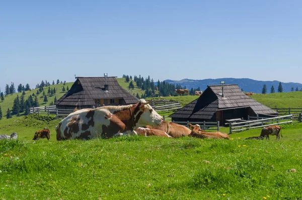 Velika Planina Словенія Серпня 2020 Типові Будиночки Пастухів Корів Альпійському — стокове фото