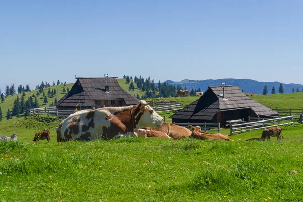 Velika Planina, Slovenya (21 Ağustos 2020) - Velika Planina Alp Platosu 'ndaki tipik çoban evleri ve inekler (1600 m. a.s..)