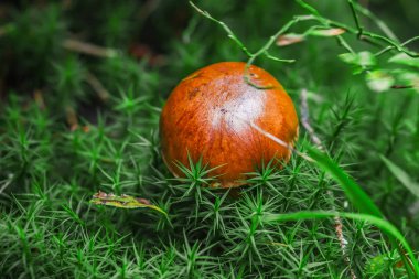 Çimenlerde tatlı çörekler yetişiyor. Güzel, küçük, kahverengi bir cep şapkası odak noktasında. Vejetaryen diyet yemeği. Mantar Ukrayna 'nın ormanlarındaki Karpatlar' da yetişir..