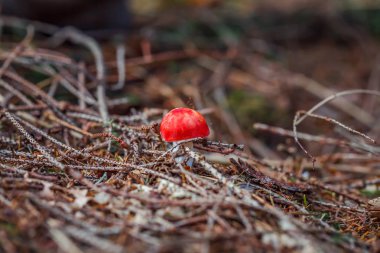 Çimenlerde tatlı çörekler yetişiyor. Güzel, küçük, kahverengi bir cep şapkası odak noktasında. Vejetaryen diyet yemeği. Mantar Ukrayna 'nın ormanlarındaki Karpatlar' da yetişir..