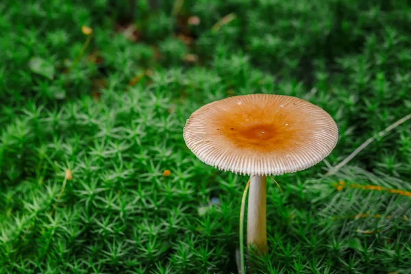 Beautiful closeup of forest mushrooms. Gathering mushrooms. Mushrooms photo, forest photo, forest backgroun
