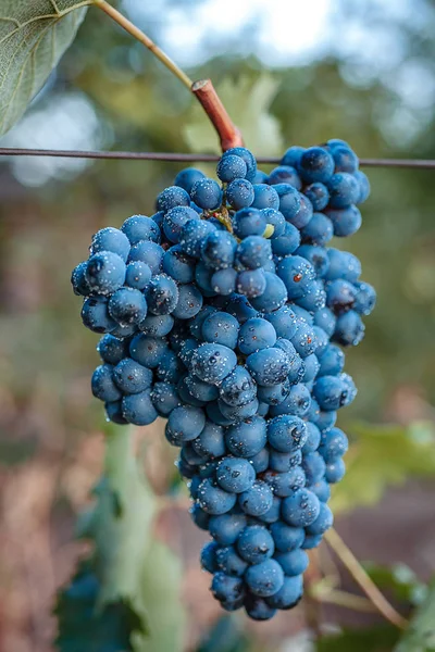 Weinberge Bei Sonnenuntergang Der Herbsternte Reife Trauben Herbst — Stockfoto