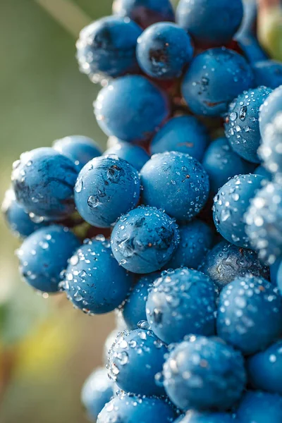 Vineyards Sunset Autumn Harvest Ripe Grapes Fall — Stock Photo, Image