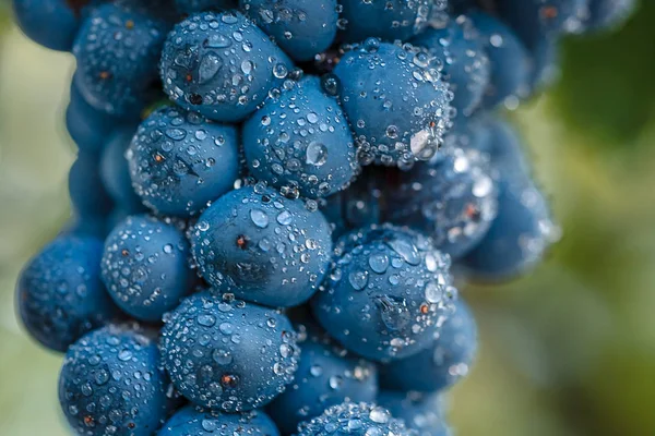 Vinhedos Pôr Sol Colheita Outono Uvas Maduras Outono — Fotografia de Stock