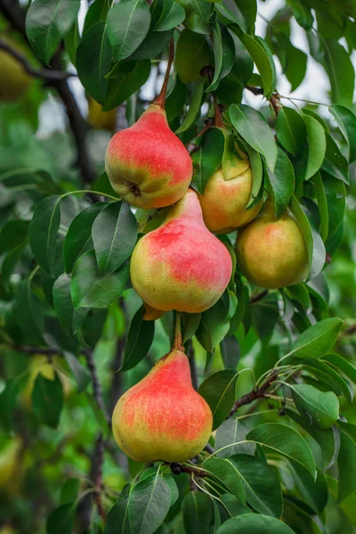 Fresh juicy pears on pear tree branch. Organic pears in natural environment. Crop of pears in summer garde