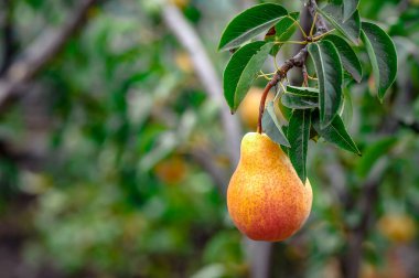 Organik armut. Doğa arka plan sulu flavorful armut