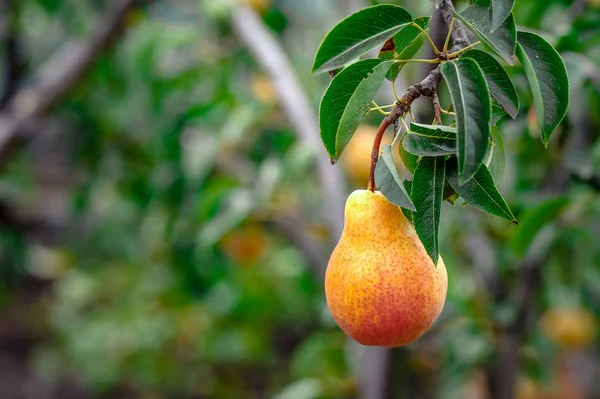 Pere Biologiche Succose Pere Saporite Sfondo Natura — Foto Stock