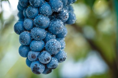 Sonbahar hasadında gün batımında üzüm bağları. Sonbaharda olgun üzümler.