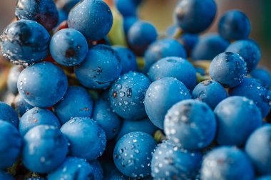 Yakın çekim, su damlası çilek üzüm düşük ışık karanlık demet izole