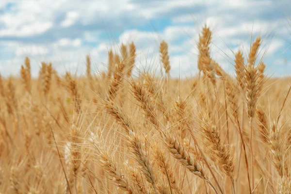 Pšeničné Pole Uši Pšenice Golden Zblízka Krásná Příroda Západu Slunce — Stock fotografie