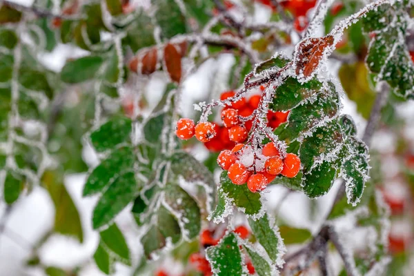 Winter Background Winter Landscape Snow Covered Bright Red Rowan — Stock Photo, Image