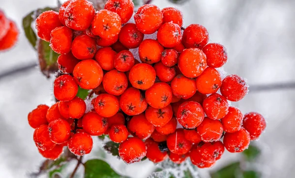 Sfondo Invernale Paesaggio Invernale Con Rowan Rosso Brillante Innevato — Foto Stock