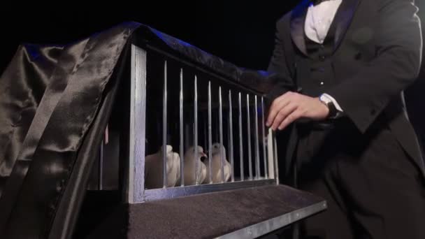 Kouzelník vytáhl bílá holubice z klece na tmavé scéně — Stock video