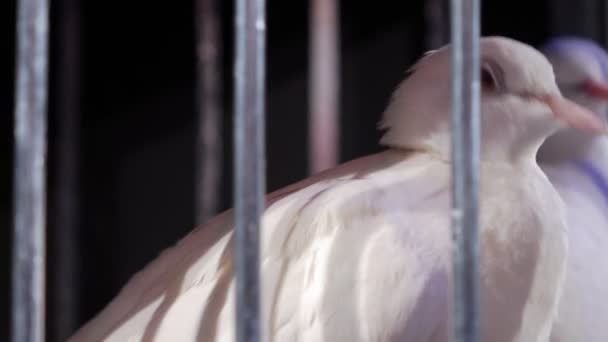 Witte duiven in een kooi op een donkere achtergrond. — Stockvideo