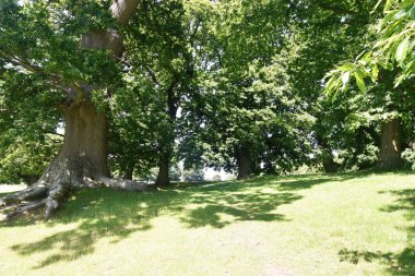 Antik kestane ormanı ağaçları Petworth Park, West Sussex, Engla yürüyüş