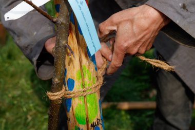 Elma ağacı kesen bir adam.