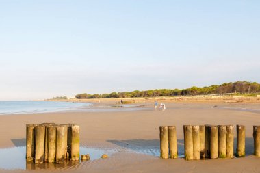 sabahın erken saatlerinde deniz kıyısında deniz kabukları toplayan çocuklar