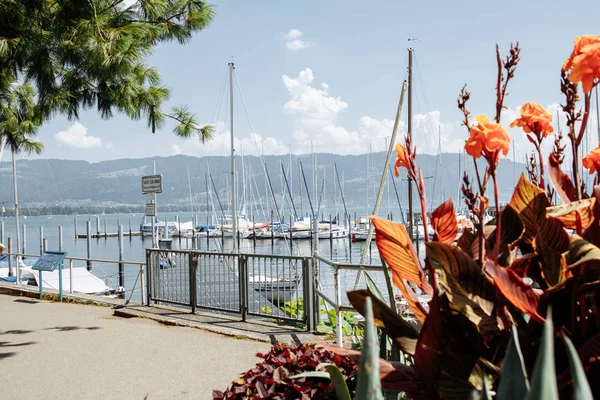 Konstanz Gölü boyunca gezinti. Bodensee. ön planda güzel turuncu çiçekler