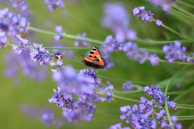 Yaz kelebek tavus kuşu göz lavanta hassas mor çiçekler