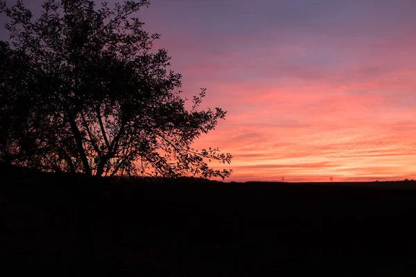 Hermosa salida del sol sobre el campo verde y un solo árbol en una mañana de verano — Foto de Stock