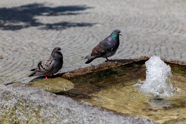 暑い夏の日。鳩は噴水から水を飲む — ストック写真