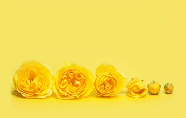 Rose Gialle Sfondo Giallo Concetto Evoluzione Floreale Copia Spazio Testo — Foto Stock