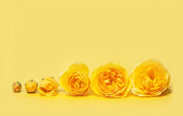 Жовті Троянди Жовтому Тлі Концепція Еволюції Квітів Копіювати Простір Вашого — стокове фото