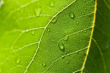 Makro fotoğraf taze yeşil yaprak su veya yağmur damlaları.