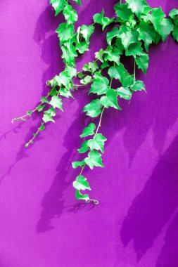 Genç üzüm şube parlak pembe duvarda. Derin gölgeler, yaz arka plan. Tonda fotoğraf