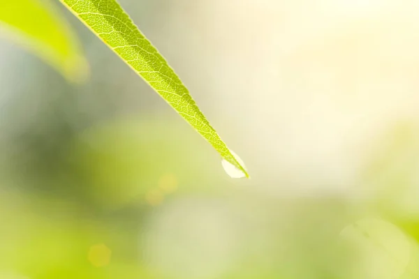 Uoyng 绿色留下 Vith 雨滴在明亮的绿色自然背景 Koncept — 图库照片