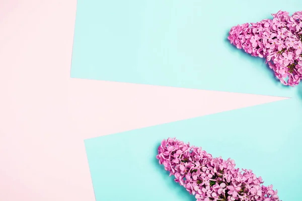 Flor lila sobre fondo rosa y azul minimalista . —  Fotos de Stock