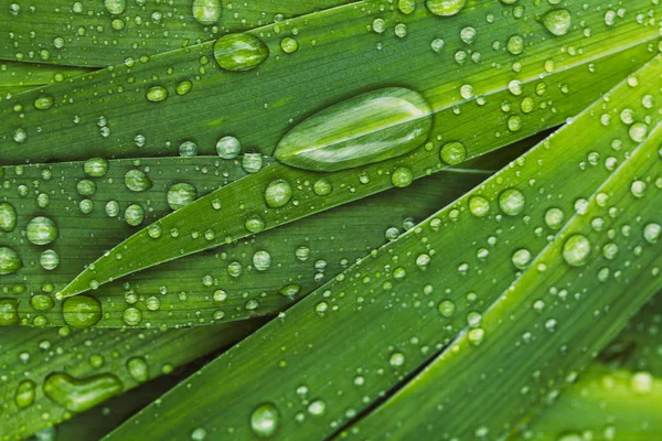 Folhas verdes frescas com gotas de chuva. Fechar fundo . — Fotografia de Stock