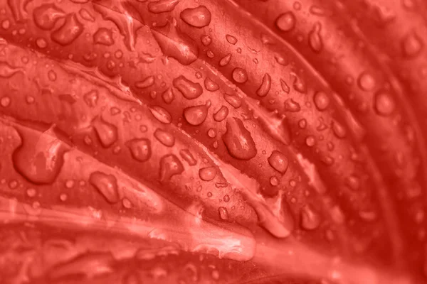 Macro foto de gotas de lluvia de hoja vith en colores coral . — Foto de Stock