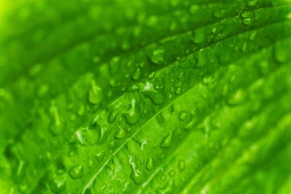 Folhas verdes frescas com gotas de chuva. Fechar fundo . — Fotografia de Stock