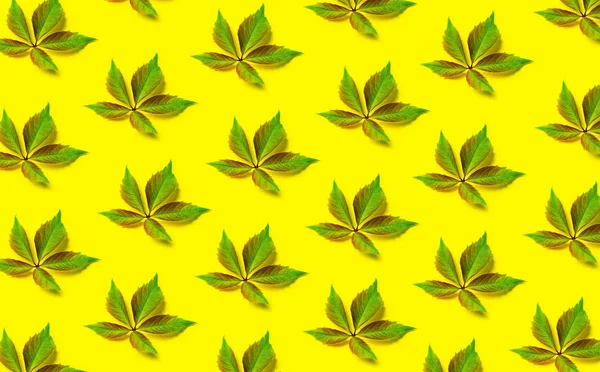 Padrão de moda folha verde no fundo amarelo . — Fotografia de Stock