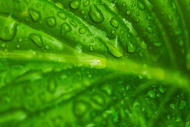 Yağmur damlaları ile yeşil taze yaprakları. Arka planı kapat.