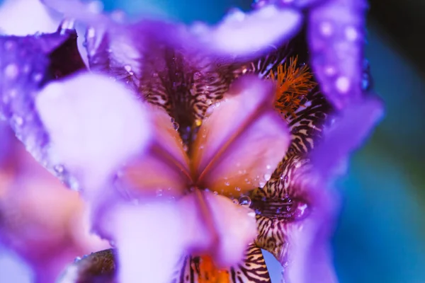 Iris flor macro foto. Violeta hermoso pétalo de floración después de la lluvia —  Fotos de Stock