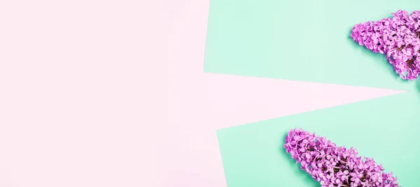 Квітка бузку на мінімальному рожевому і синьому фоні . — стокове фото