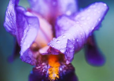 Iris çiçek makro fotoğraf. Mor güzel çiçeklenme yaprakları yağmurdan sonra