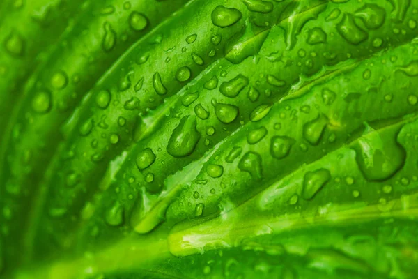 Folhas verdes frescas com gotas de chuva. Fechar fundo . — Fotografia de Stock