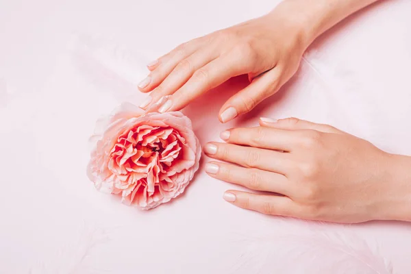 Κομψό μοντέρνο γυναικείο μανικιούρ. Τα χέρια της γυναίκας που κατέχουν τριαντάφυλλο λουλούδι σε ροζ φόντο. Κορυφαία θέα, επίπεδη. — Φωτογραφία Αρχείου
