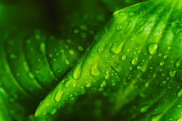 Green fresh leaves with raindrops. Close up background.