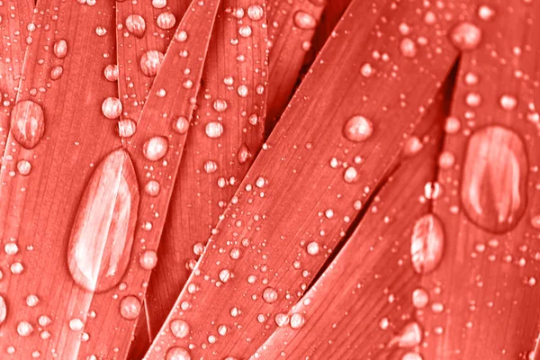 Macro foto de folhas vith gotas de chuva em cores de coral . — Fotografia de Stock