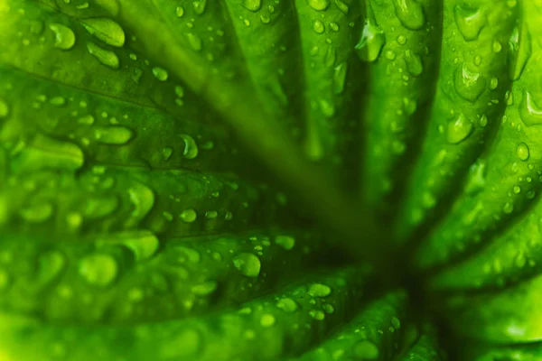 Folhas verdes frescas com gotas de chuva. Fechar fundo . — Fotografia de Stock