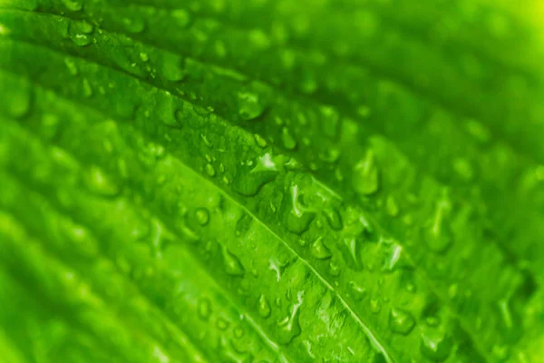 Folhas verdes frescas com gotas de chuva. Fechar fundo . — Fotografia de Stock